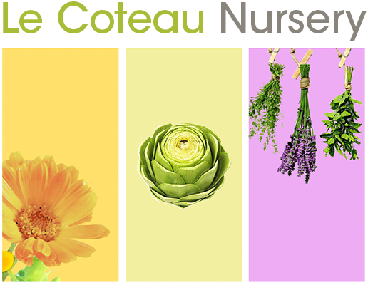 Le Coteau Nursery - Logo - Established in 1956, Le Coteau Nursery is the premier supplier of fruit trees to Southern Vancouver Island and Gulf Islands.
